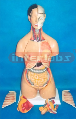 85 CM TALL ADVANCED EMULATIONAL TORSO WITH HEAD & 68 PCS AND MULTIFUNCTIONAL COMPOSITIVABLE MODEL